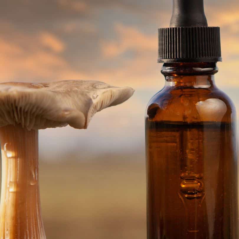 Medicinale paddenstoelen